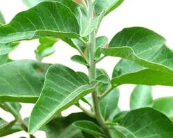 ashwagandha plant