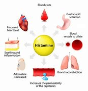 Histamine: Your Body's Alert System