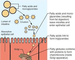 The Science Behind Absorption