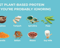 Plant based Protein sources